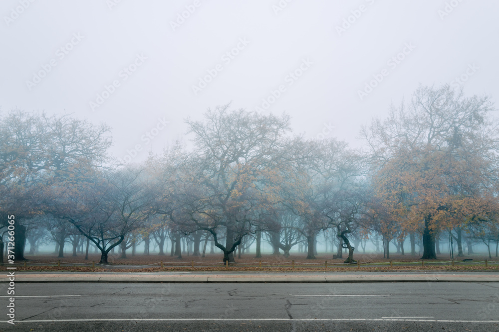 Early morning fog in Hagley Park in New Zealand in autumn Early morning fog in Hagley Park in New Zealand in autumn