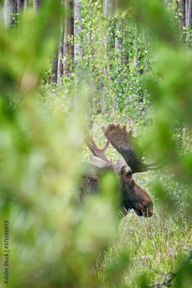 Wild moose through the trees, Winter Park, Colorado