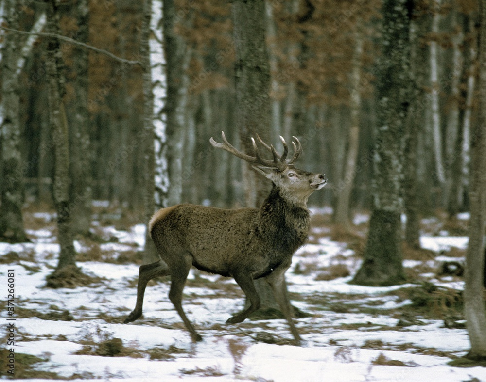 Red Deer, cervus elaphus, Male running on Snow Red Deer, cervus elaphus, Male running on Snow