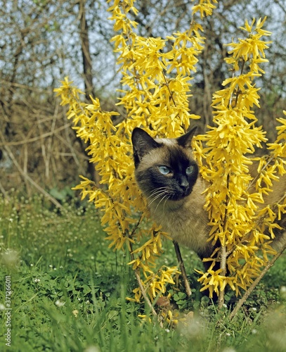 Seal Point Siamese Domestic Cat, Adult standing in Forthysia bush photo