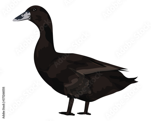 isolated duck on white background vector design