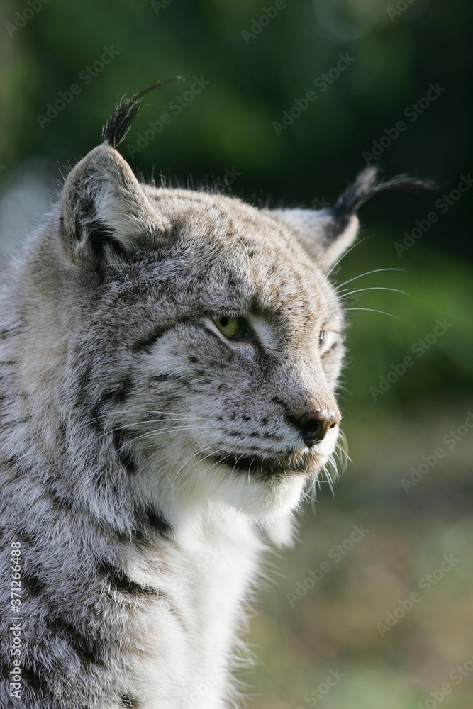 European Lynx, felis lynx, Portrait of Adult European Lynx, felis lynx, Portrait of Adult