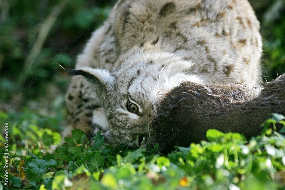 Fototapeta premium European Lynx, felis lynx, Adult with a Kill, a Roe Deer