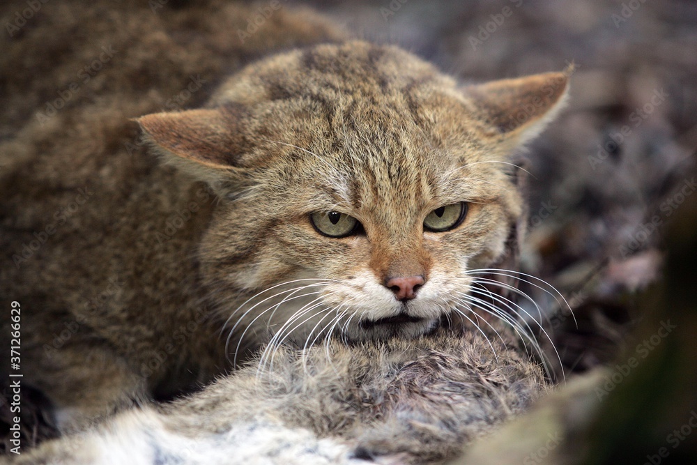 European Wildcat, felis silvestris, Killing a Wild Rabbit