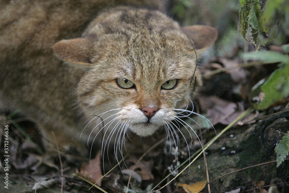European Wildcat, felis silvestris, Portrait of Adult European Wildcat, felis silvestris, Portrait of Adult