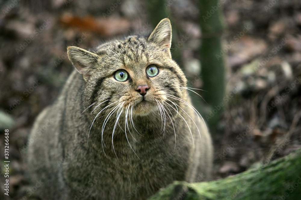 European Wildcat, felis silvestris, Portrait of Adult European Wildcat, felis silvestris, Portrait of Adult