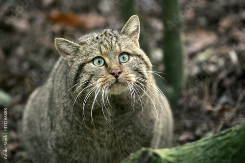 European Wildcat, felis silvestris, Portrait of Adult