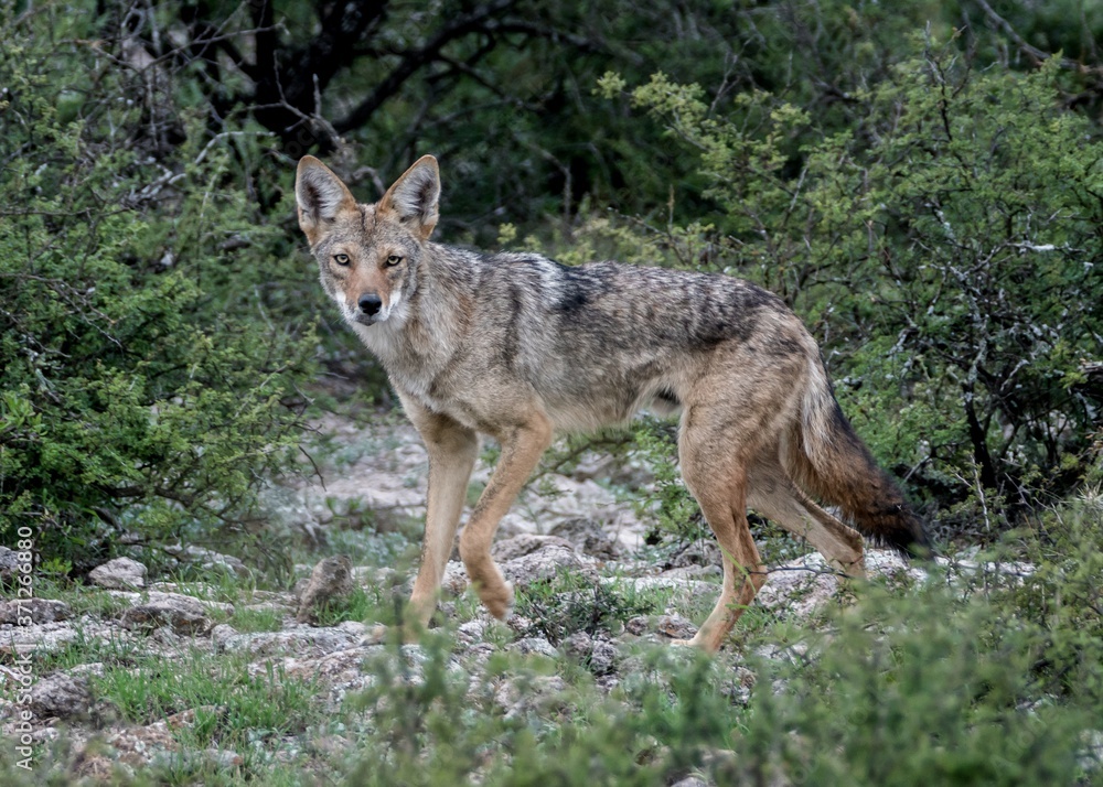 Coyote con pelo de verano en el desierto mexicano Coyote con pelo de verano en el desierto mexicano