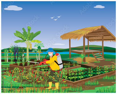  agriculturist sprays manure into vegetables plant in garden vector design