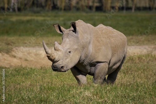 White Rhinoceros  ceratotherium simum  Female  Nakuru Park in Kenya