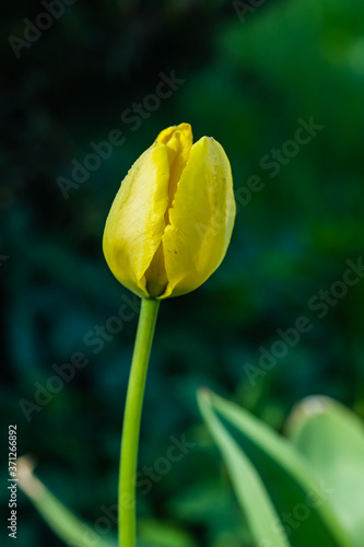 Bright yellow tulip blossom in spring garden