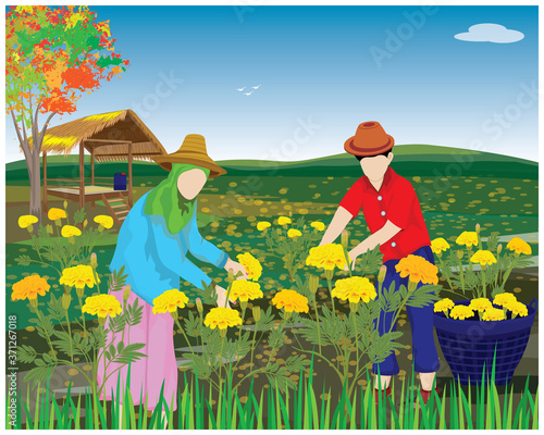agriculturist harvest marigold flower in garden vector design
