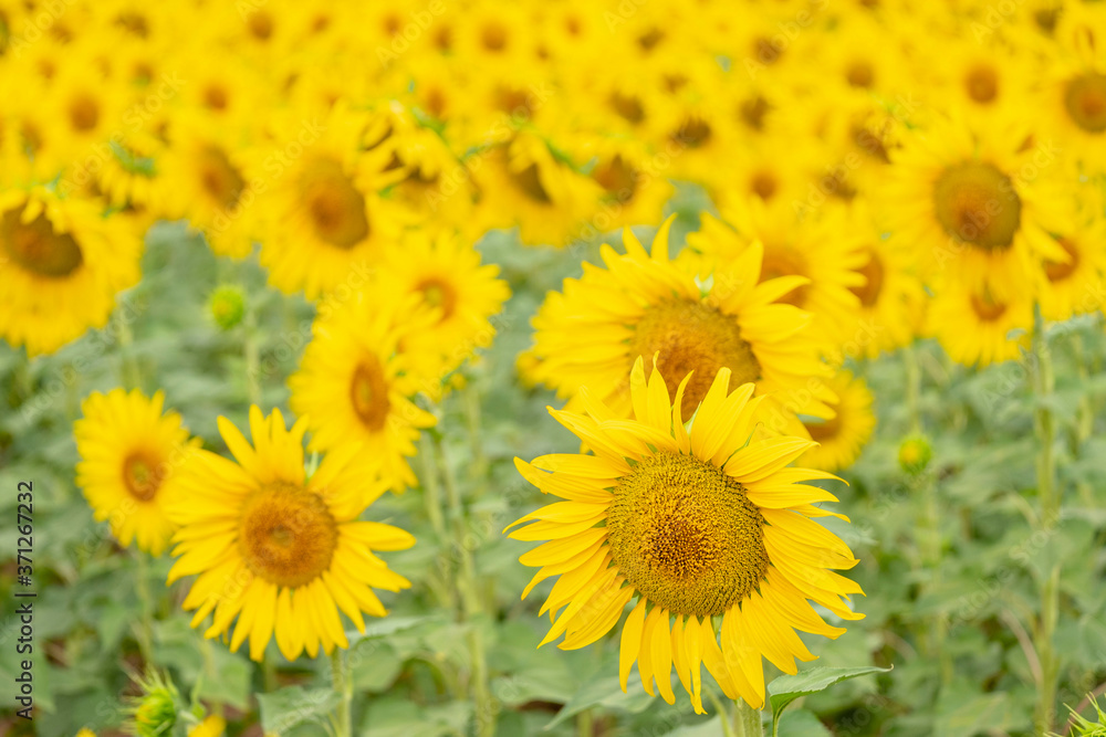 campo de girasoles, Helianthus annuus, santa María de Huerta, Soria, comunidad autónoma de Castilla y León, Spain, Europe campo de girasoles, Helianthus annuus, santa María de Huerta, Soria, comunidad autónoma de Castilla y León, Spain, Europe