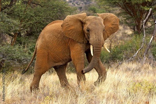 Obraz na plátně African Elephant, loxodonta africana, Samburu park in Kenya