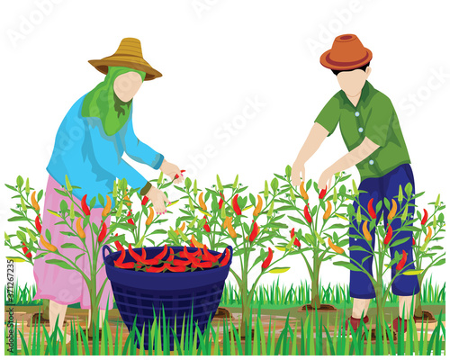 isolated agriculturist harvest chili in garden vector design