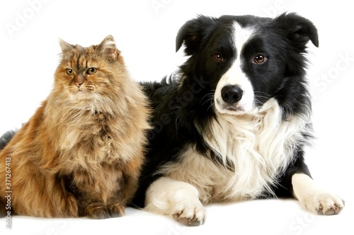 Border Collie Male Dog and Female Tortoiseshell Persian Domestic Cat against White Background