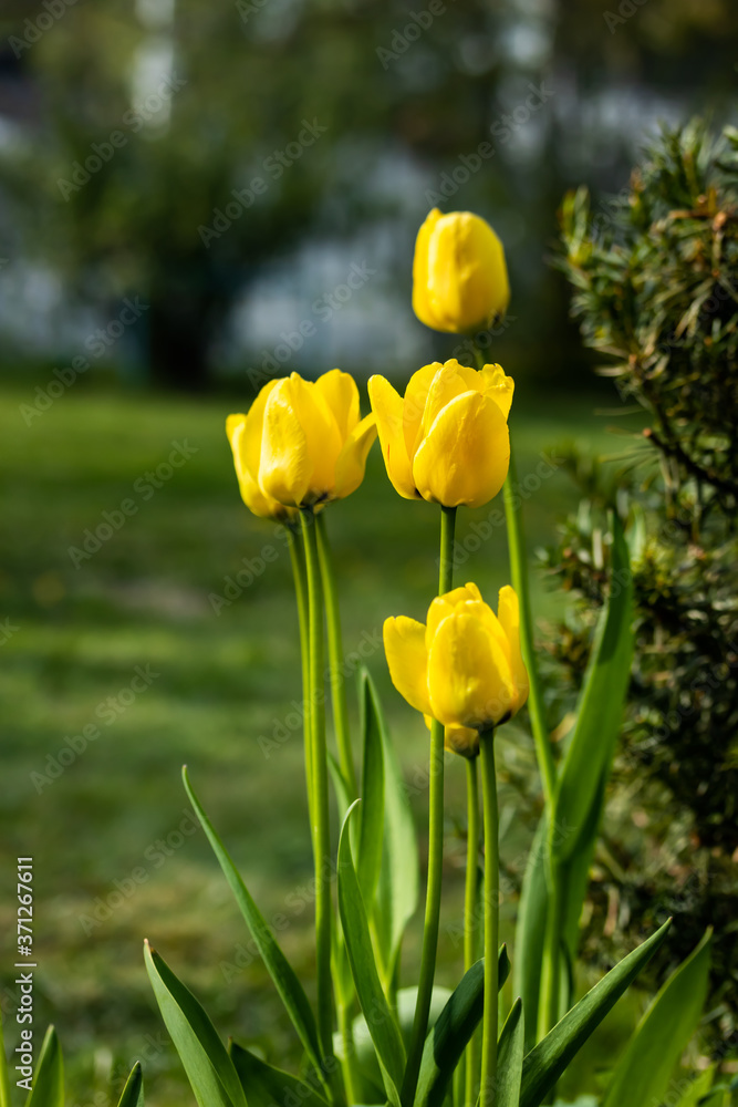 Obraz premium Bright yellow tulips blossom in spring garden