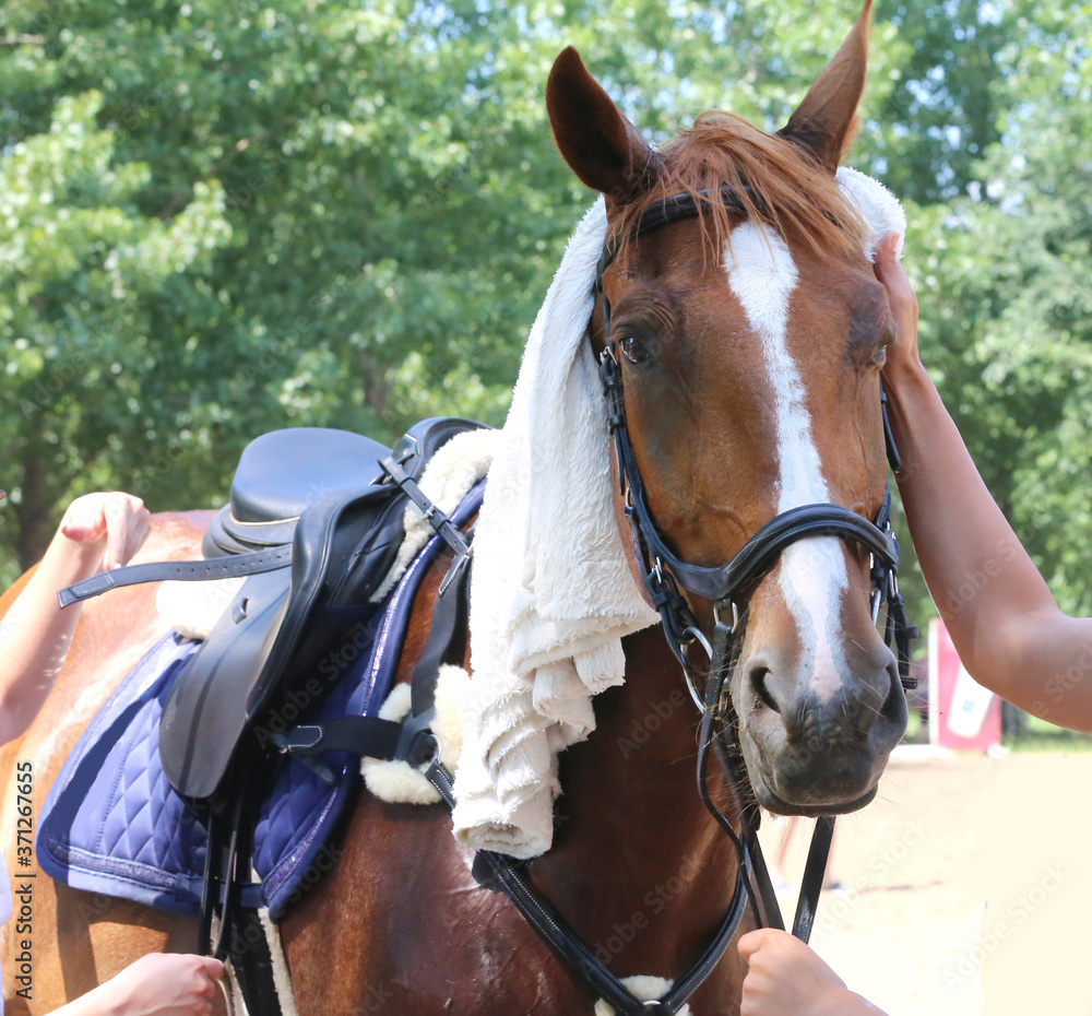 Horse head under wet terry cloth cotton towelling on hot summer day Horse head under wet terry cloth cotton towelling on hot summer day