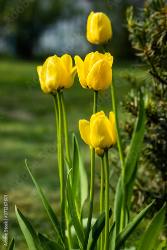 Bright yellow tulips blossom in spring garden