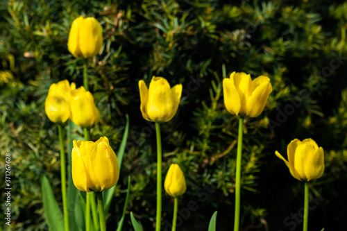 Bright yellow tulips blossom in spring garden