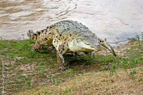 Orinoco Crocodile  crocodylus intermedius  Adult emerging from River  Los Lianos in Venezuela