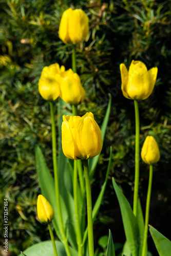Bright yellow tulips blossom in spring garden