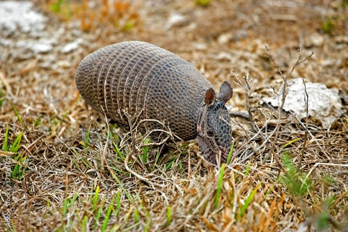 Nine Banded Armadillo, dasypus novemcinctus, Adult in Pampa, Los Lianos in Venezuela