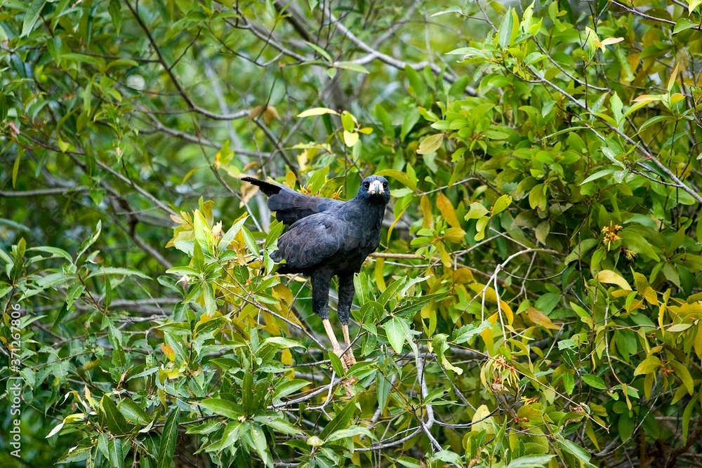Great Black Hawk, buteogallus urubitinga, Los Lianos in Venezuela Great Black Hawk, buteogallus urubitinga, Los Lianos in Venezuela