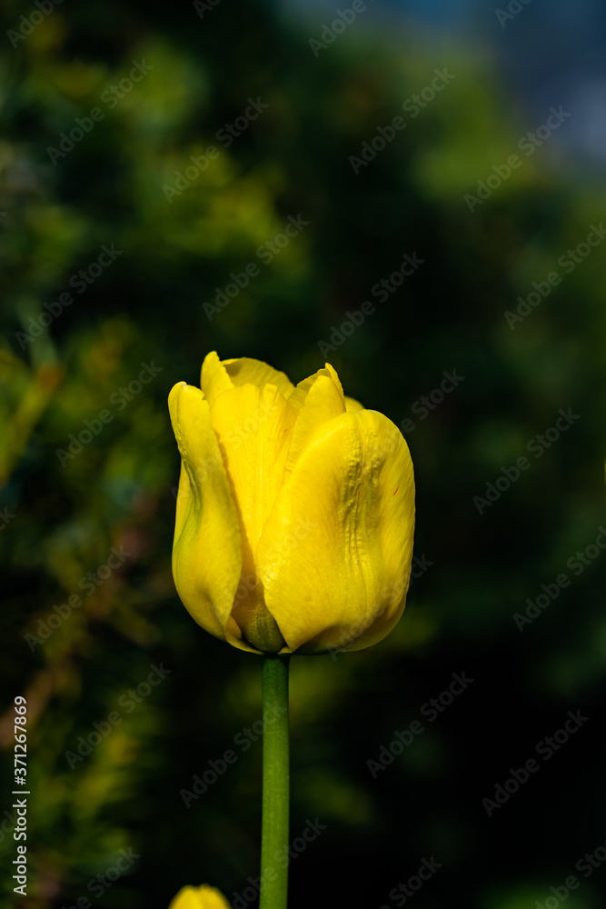 Bright yellow tulip blossom in spring garden Bright yellow tulip blossom in spring garden