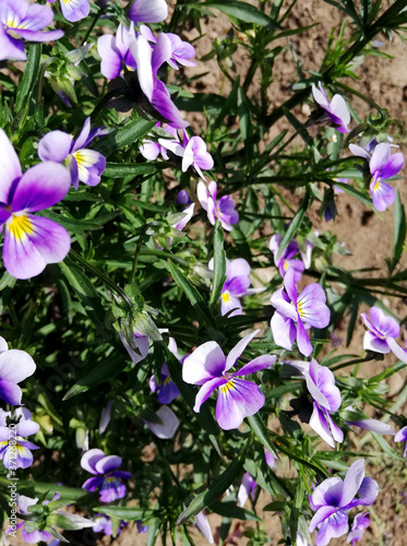 small purple garden flower with thin sheets in flowerbed. pansy 