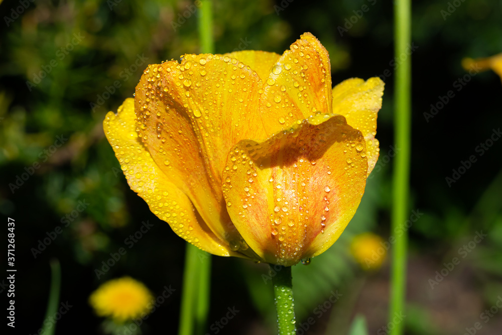 Bright yellow-orange tulip blossom with raindrops in spring garden Bright yellow-orange tulip blossom with raindrops in spring garden