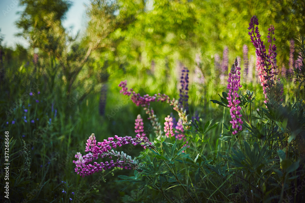 Obraz premium Purple lupine blooms. Closeup of bright flowers in green grass