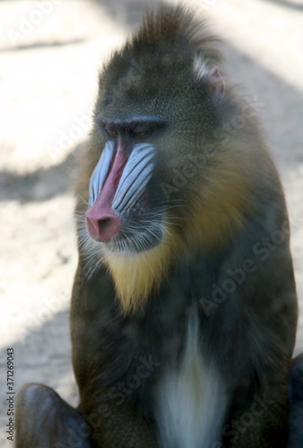 Beautiful mandrill portrait closeup - baboon monkey with colorful face