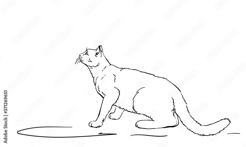 Drawing of white cat furtively looking up, side view. Hand drawn