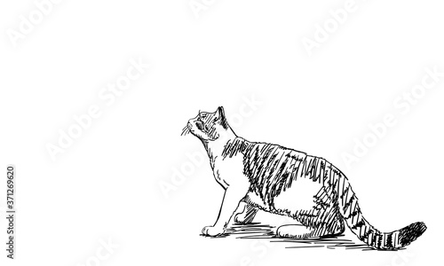 Drawing of cat sneakily looking up, side view. Hand drawn illustration Vector sketch