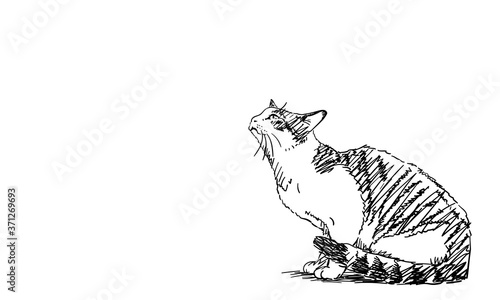 Drawing of cat sitting and looking up, side view. Hand drawn illustration Vector sketch