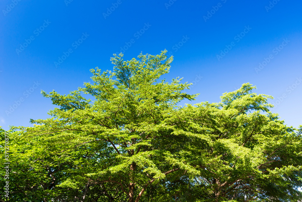 Lush green trees with blue sky background