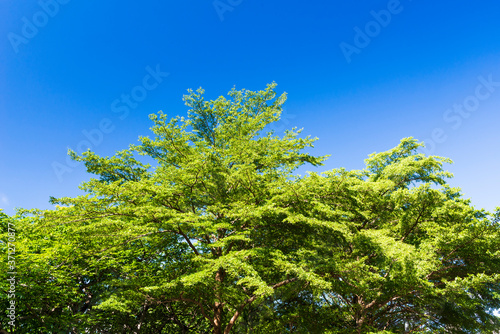 Lush green trees with blue sky background