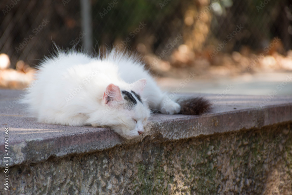 Wild white cat sleeping and relaxed