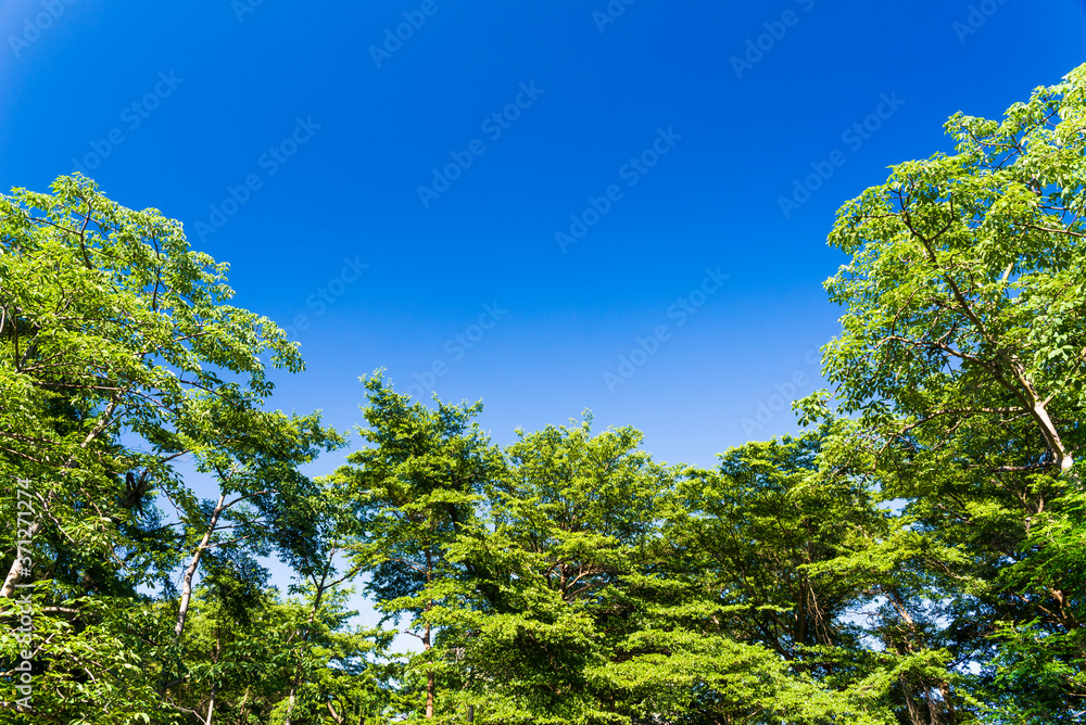 Lush green trees with blue sky as background Lush green trees with blue sky as background