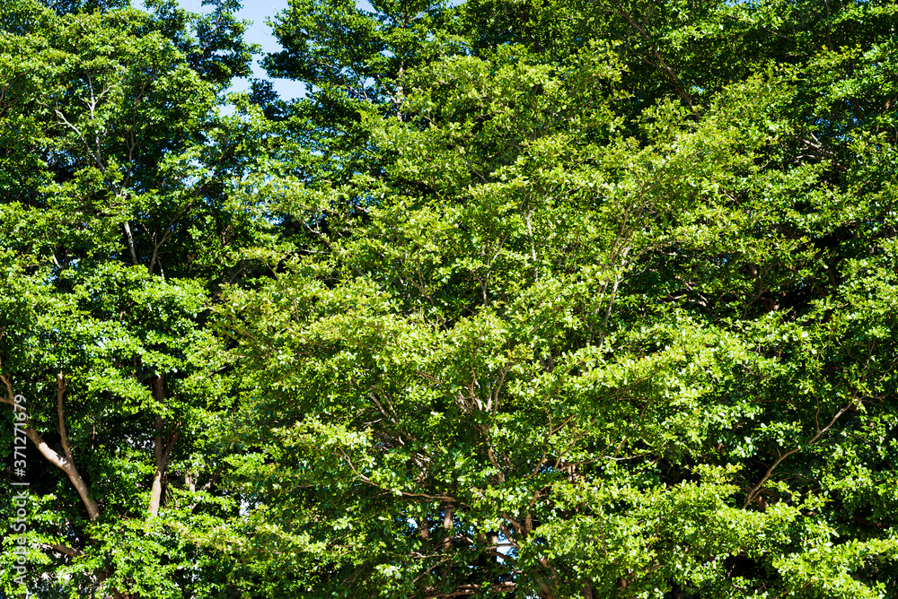 Close-up lush green trees in the park