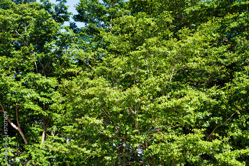 Fototapeta Naklejka Na Ścianę i Meble -  Close-up lush green trees in the park