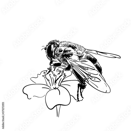 Drawing of bee on flower, Vector sketch Hand drawn illustration isolated