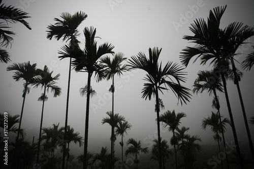 Black palms on the beach