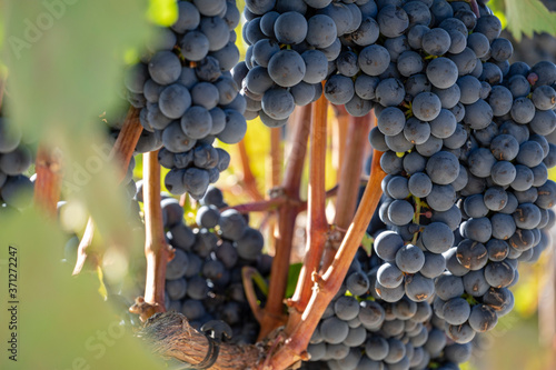 racimos de uva, viñas entre Briones y San Asensio, La Rioja, Spain photo