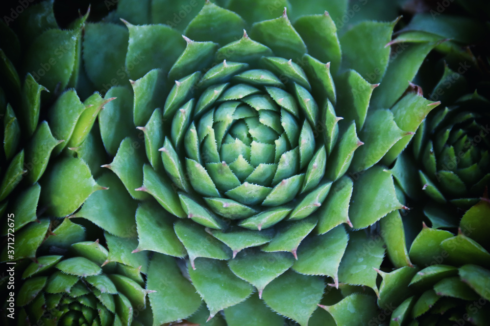 Obraz premium Hen and Chicks Green Succulents