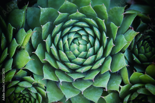 Hen and Chicks Green Succulents