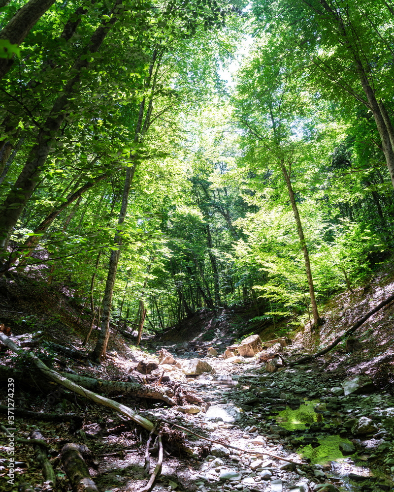 Fototapeta premium Mountain river in the forest in summer