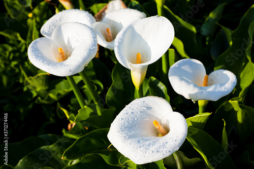 Canvas-taulu beautiful white calla lily flowers blooming in the field of Jhuzihu in Taipei, Taiwan