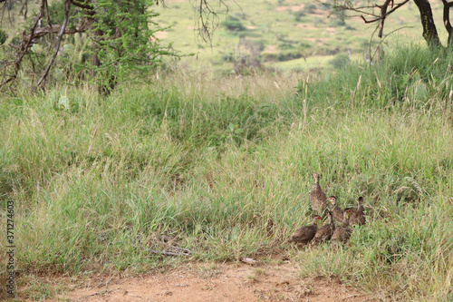 Flock of Guineafowl in Kenya, Africa